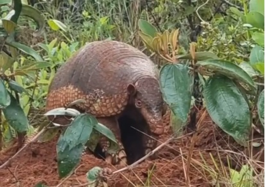 Biólogos encontram Tatu-Canastra em expedição no Parque do Pombo